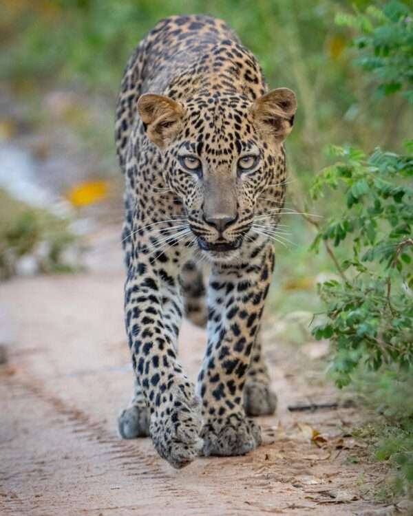 Yala National Park Safari