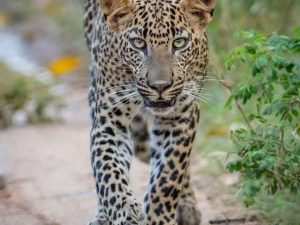 Yala National Park Safari