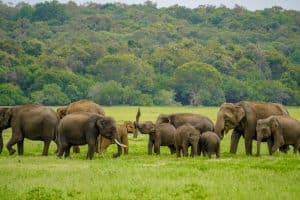 Minneriya National Park Safari - Including Entrance Fees