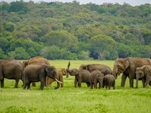 Minneriya National Park Safari
