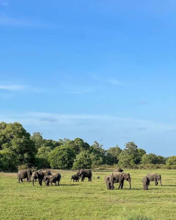 Minneriya National Park Safari Morning OR Evening - Image 10