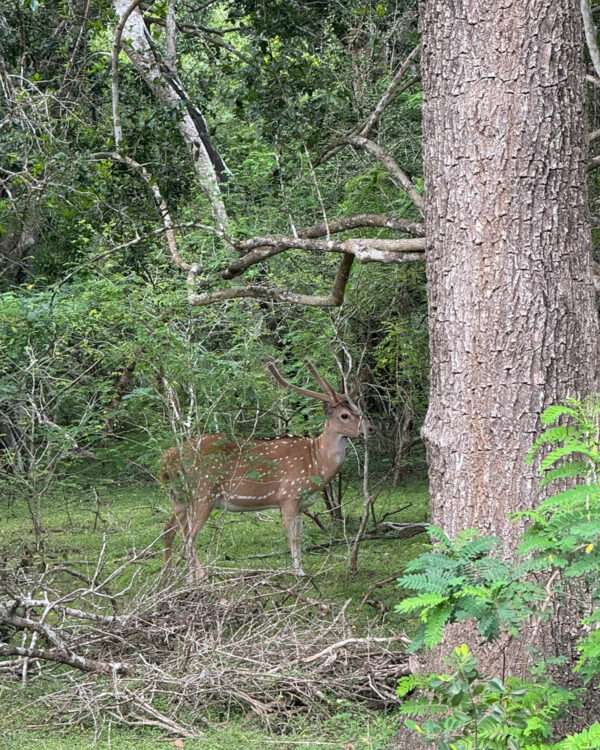 Minneriya Safari entrance fees