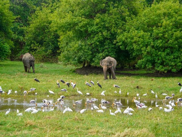 Minneriya Park Jeep Safari - Private Safari - Image 7