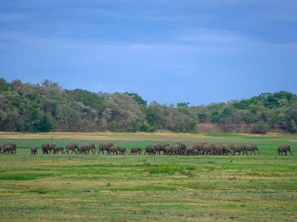 Minneriya Park Jeep Safari - Private Safari - Image 8