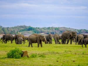 Minneriya Morning Safari