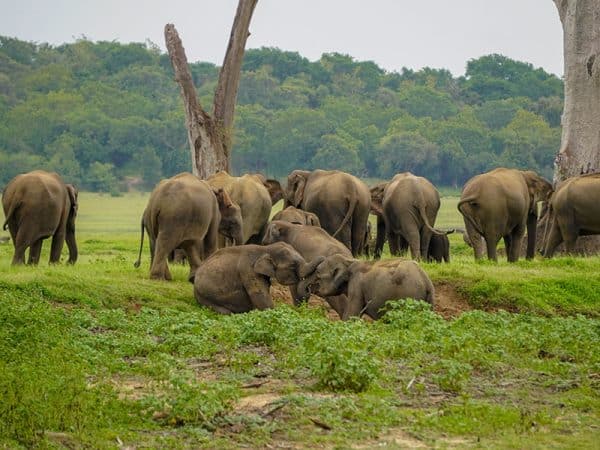 Minneriya Park Jeep Safari - Private Safari - Image 12