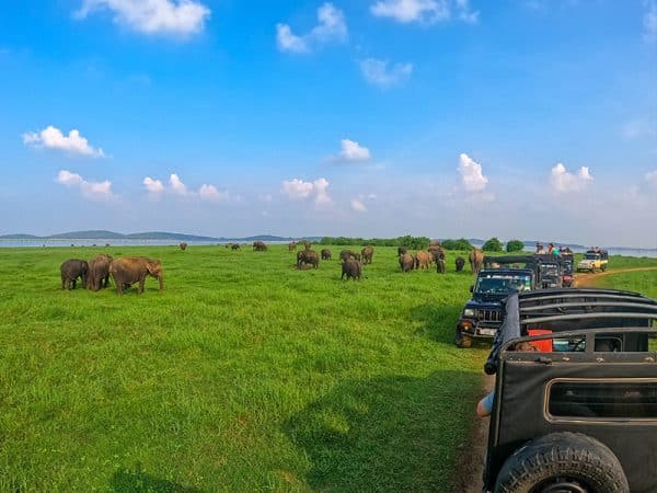 Minneriya Park Jeep Safari - Private Safari - Image 2