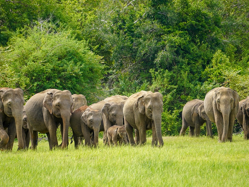 minneriya safari tours