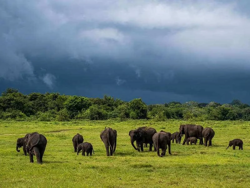 minneriya national park